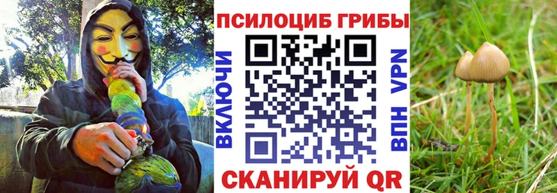 Галлюциногенные грибы Magic Shrooms darknet какой сайт Новоржев